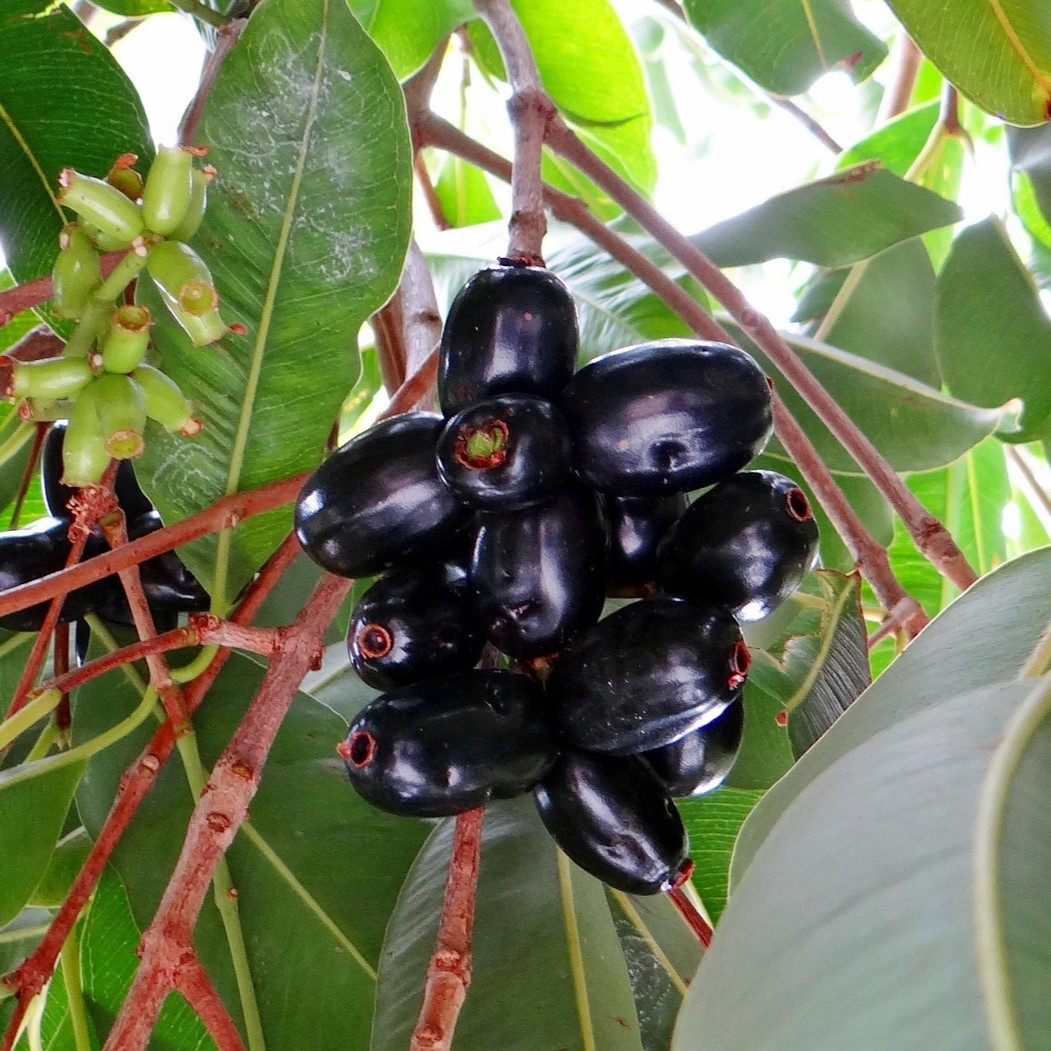 JAMUN FRUIT
