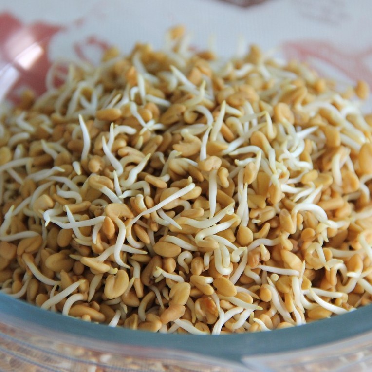 METHI SEEDS