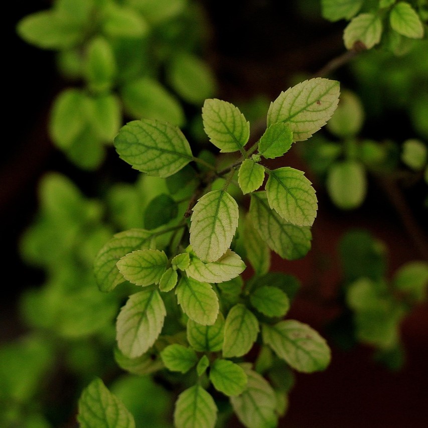 TULSI LEAVES